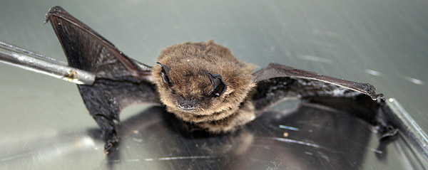 Fledermaus